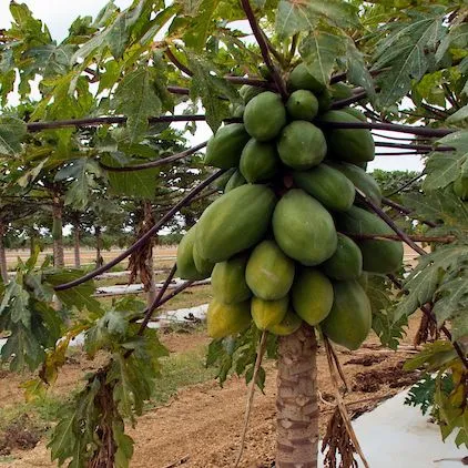 thumbnail for publication: An Overview of Global Papaya Production, Trade, and Consumption